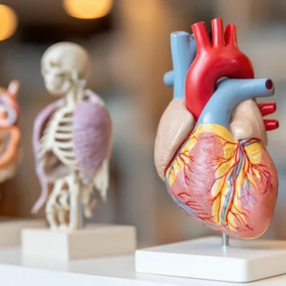 Fisiología humana (1h)